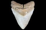 Megalodon Tooth - North Carolina #83968-1